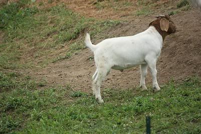 Boerbucklings for sale - Goats
