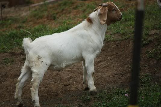 Boerbucklings for sale - Goats