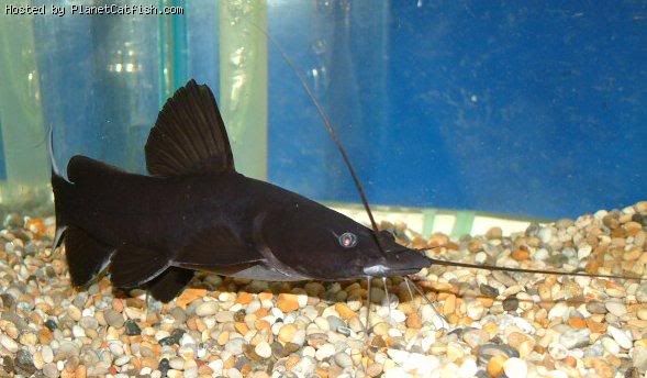 Catfish Black Lancer