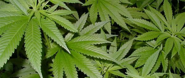 Argentina despenaliza la tenencia de marihuana para consumo Argentina despenaliza la tenencia de marihuana para consumo