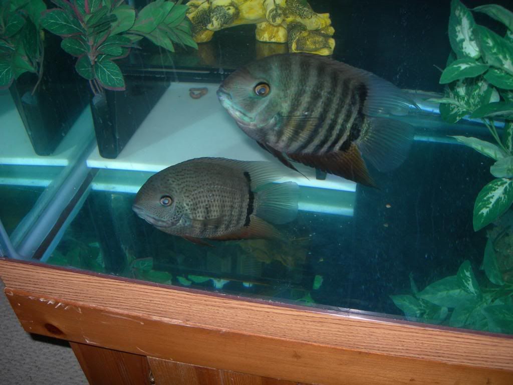 Green Severum Images