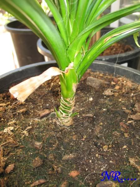 Cach+Trong+Cay+La+Dua Cach Trong Cay La Dua http://forums.chotnho.com/showthread.php?t=17297 ...