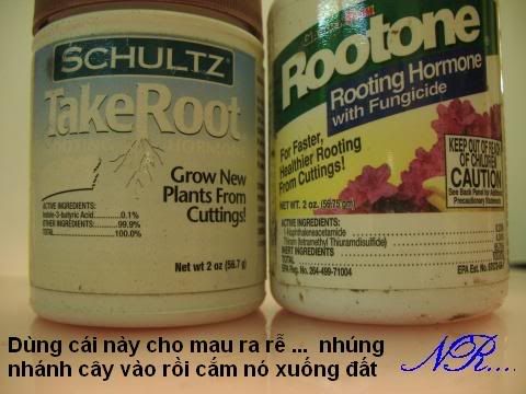 Posted Image
