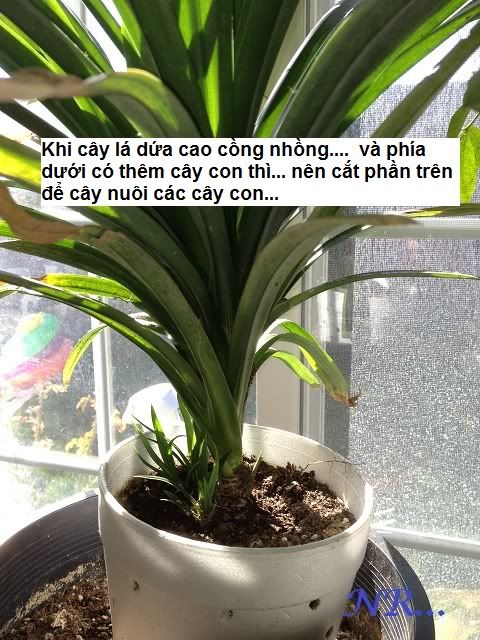 Cach+Trong+Cay+La+Dua Thread: Hmm... Hào tù... ép cây lá dứa ra rễ....
