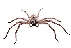 African Huntsman Spider