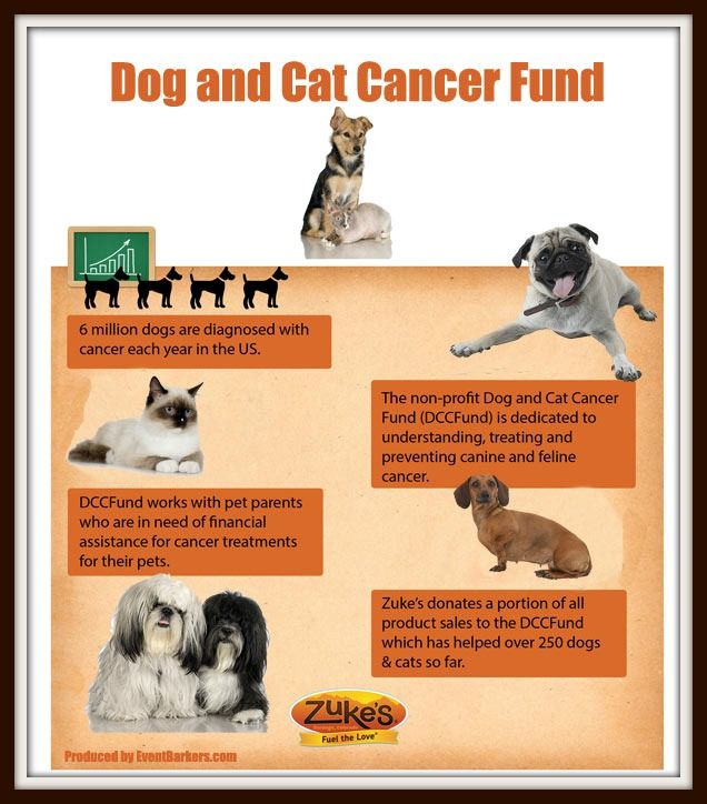 Dog and Cat Cancer Fund photo Dog_and_Cat_Cancer_FundWEB2_zpse2cdc70d.jpg