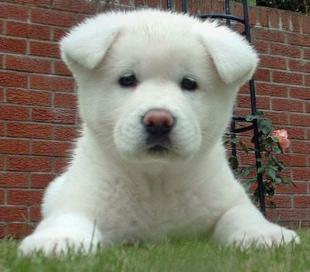 Beautiful Animals