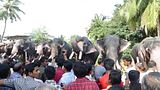 festival elephants