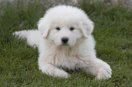 Great Pyrenees Puppies on Dogs    Great Pyrenees Pup Picture By Dorabella   Photobucket