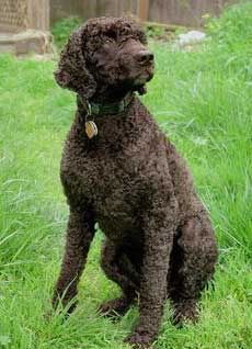 IrishWaterSpaniel-2.jpg