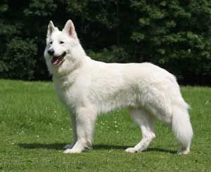 Berger Blanc Suisse