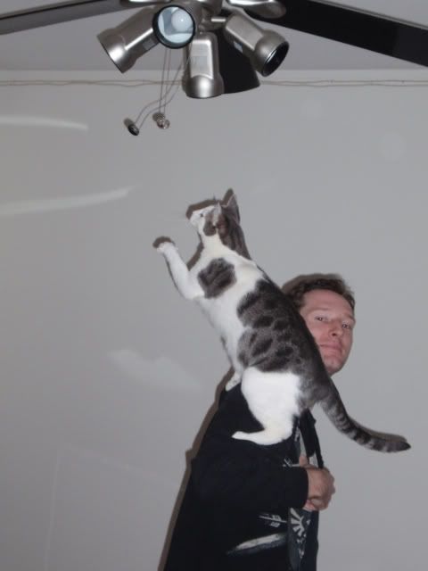 cat whack photo: Parrat cat attacks fan Parrotcatattacksfan.jpg