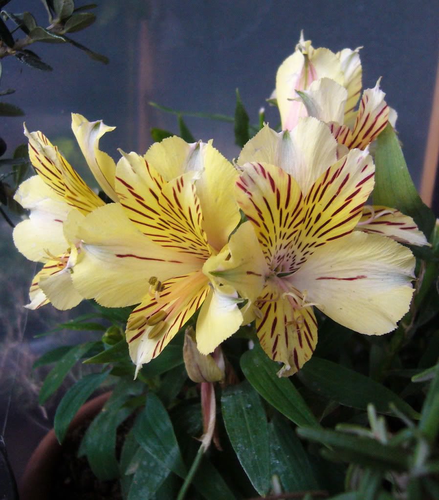 Alstroemeria Image thumb