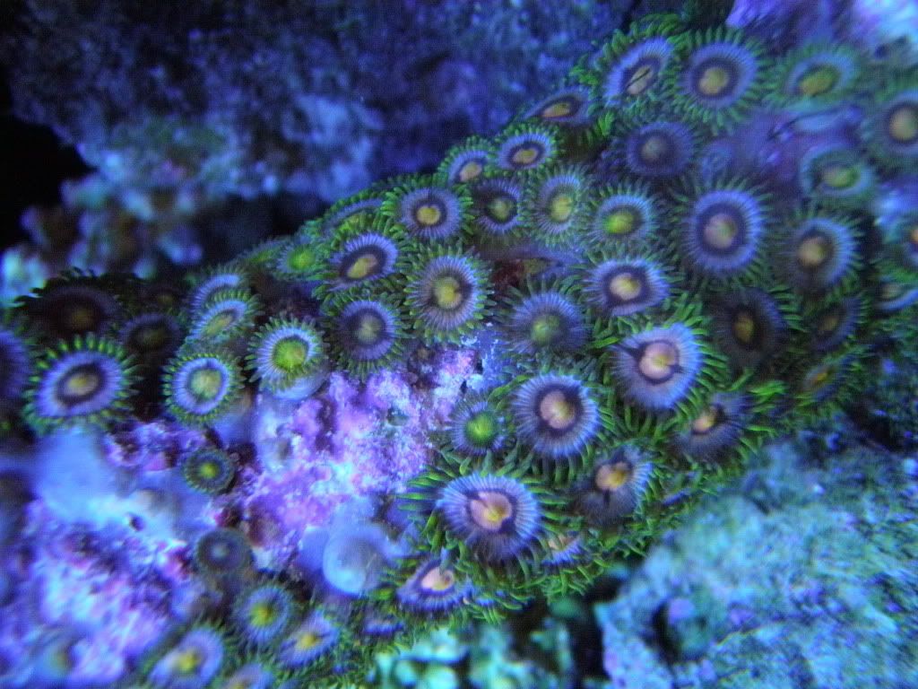 yellowzoa.jpg