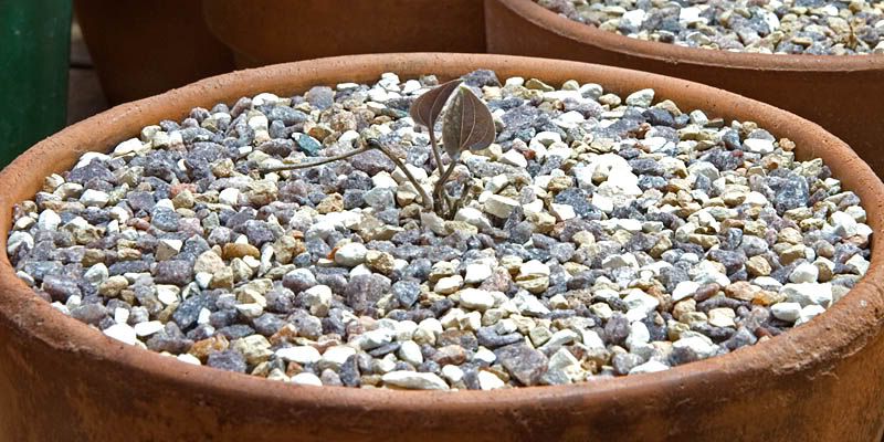Dioscorea elephantipes