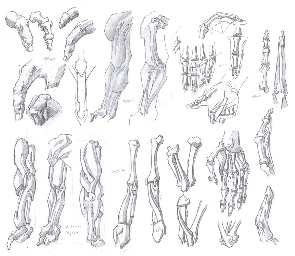 bridgman anatomy