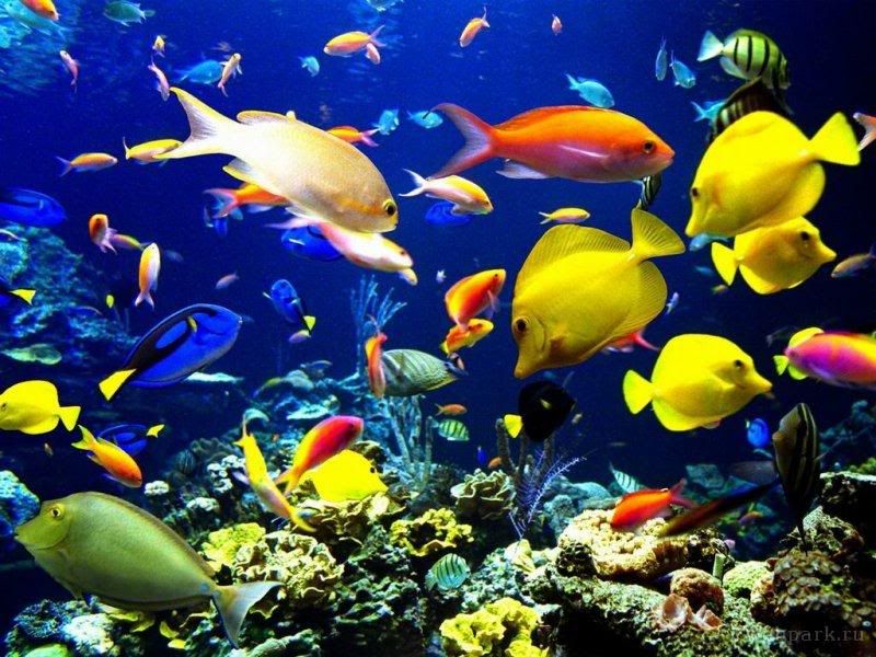 aquarium Pictures, Images and Photos