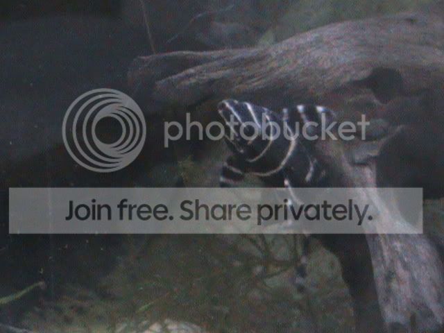 Whats The Best Looking Pleco Page 2 Tropical Fish Forums